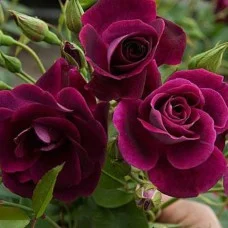 Floribundroos Burgundy Ice